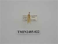 藏品(半明苔蛾)的圖片